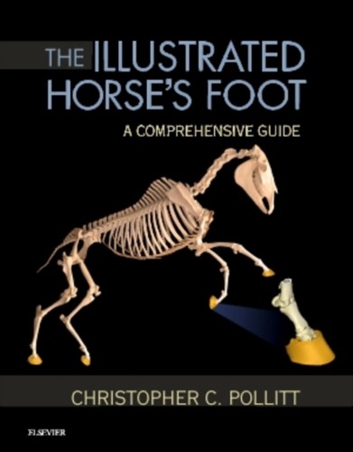 Illustrated horses foot - illustrated,